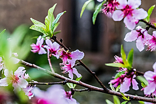 桃花古宅建筑景观