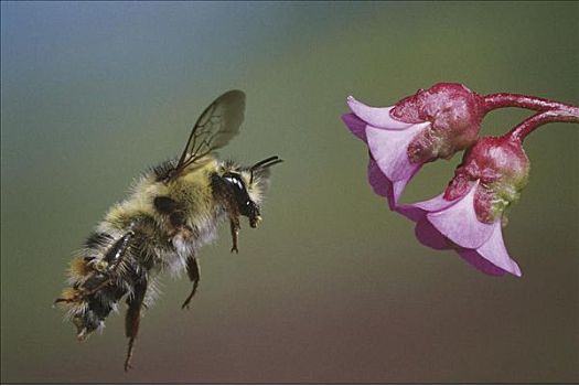 蜜蜂,大黄蜂,花,花蜜,昆虫,飞,降落,靠近,粉色,蜂蜜,自然,动物