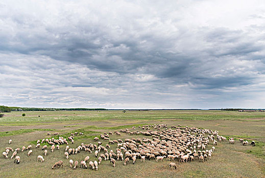 羊群,霍尔特巴杰,国家公园,世界遗产,匈牙利,大幅,尺寸