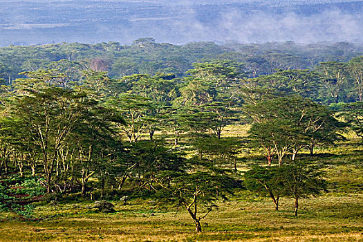 刺槐,树林,纳库鲁湖国家公园,肯尼亚