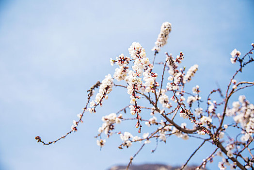 春季盛开的杏花特写