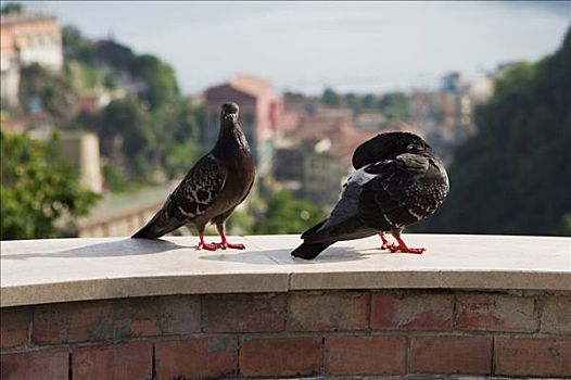 两个,鸽子,站立,阿马尔菲海岸,萨勒诺,坎帕尼亚区,意大利