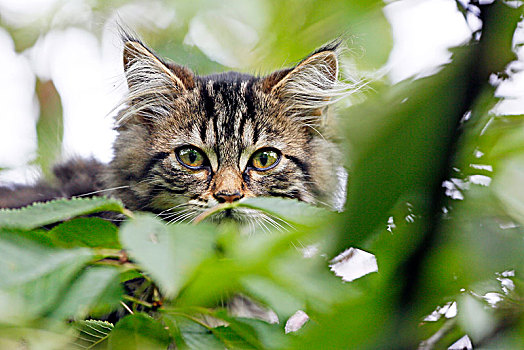 小猫,11星期大,挪威,猫,追逐,树,树林