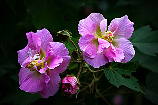 美丽的芙蓉花,木芙蓉,拒霜花,木莲,地芙蓉,华木