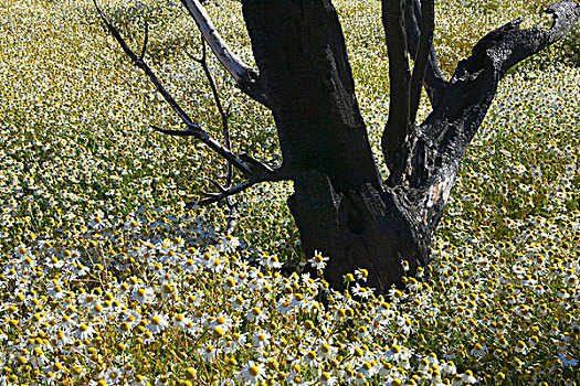野花,围绕,死,树,托雷德裴恩国家公园,巴塔哥尼亚,智利
