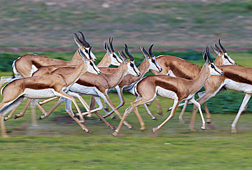 跳羚,牧群,跑,下雨,季节,绿色,环境,卡拉哈里沙漠,卡拉哈迪大羚羊国家公园,南非,非洲