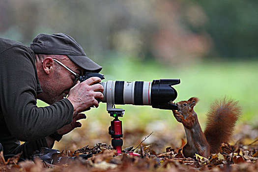 好奇,红松鼠,松鼠,检查,相机,看,对视,一个,摄影师,公园,莱比锡,萨克森,德国,欧洲