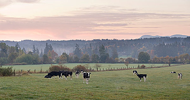 加拿大,不列颠哥伦比亚省,温哥华岛,山谷,母牛,放牧,乳牛场