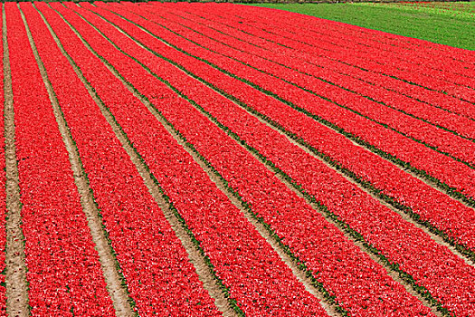 荷兰,红色,郁金香,花,农场