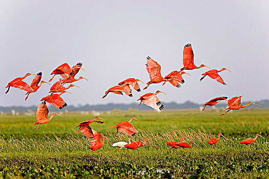猩红朱鹭,红鹮,群,飞行,高处,沼泽,委内瑞拉