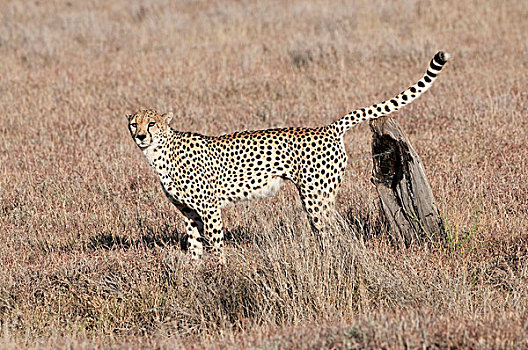 印度豹,猎豹,树桩,领土,肯尼亚