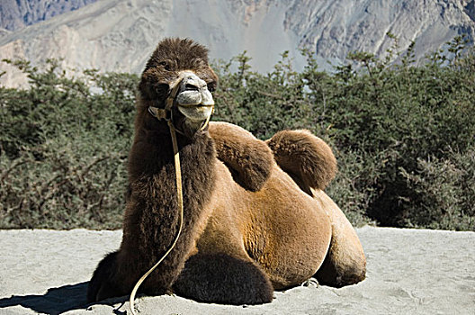 双峰骆驼,坐,沙漠,山谷,查谟-克什米尔邦,印度