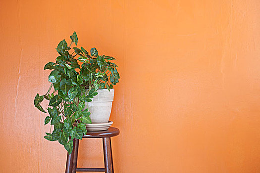 植物,橙色,墙壁