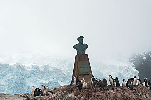 南极,南设得兰群岛,岛屿,帽带企鹅