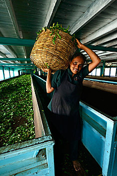 采茶,工厂,茶园,奴娃拉伊利雅,斯里兰卡,亚洲