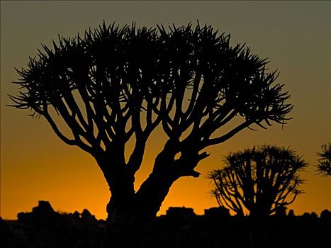 抖树,二歧芦荟,日落,露营,靠近,基特曼斯胡普,纳米比亚,非洲