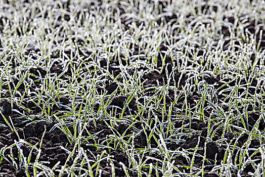 冬天,谷物,植物,遮盖,白霜,逆光