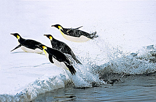 帝企鹅,生物群,南,觅食,威德尔海,南极
