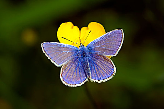 乔木,蓝色,蝴蝶,黄花,比利时