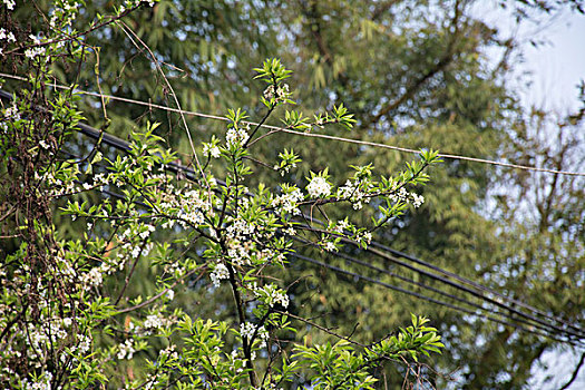 李花