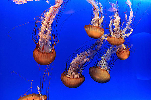 香港海洋公园水族馆水母
