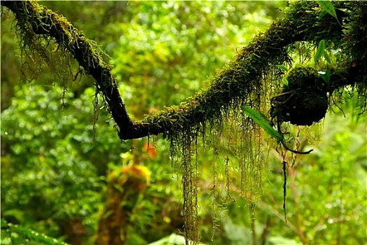 雨林,澳大利亚