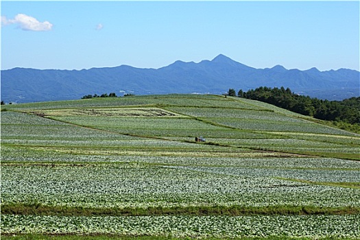 卷心菜,地点