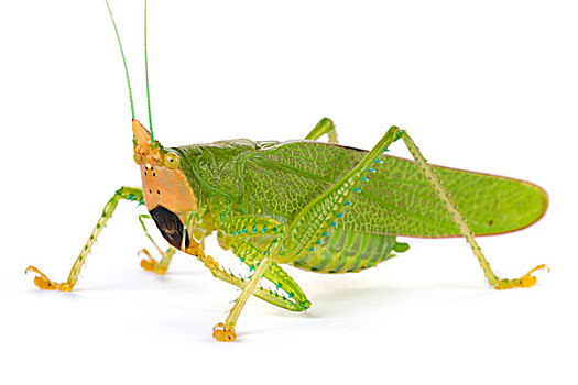 纺织娘,打理,脚,国家公园,哥斯达黎加