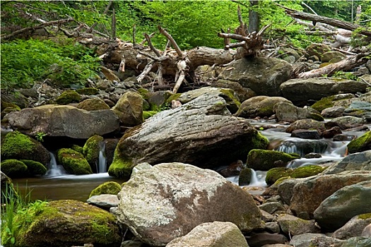 木头,河,仙纳度国家公园