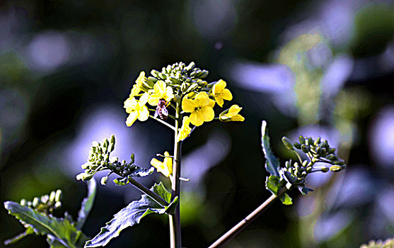 油菜花开