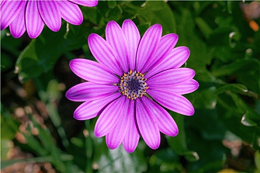 紫色,南非万寿菊,头状花序,花园