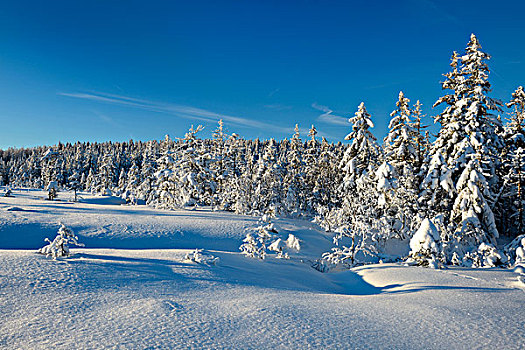 积雪,冬季风景,哈尔茨山,国家公园,靠近,下萨克森,德国,欧洲