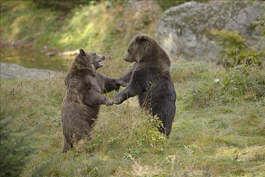 棕熊,一对,打斗,巴伐利亚,德国