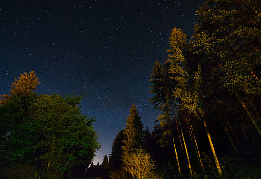 树林,夜空,满,星星