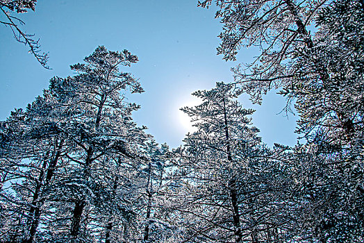 四川大邑县西岭雪山日月坪原始森林中的雪树挂