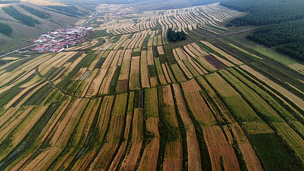 俯瞰位于河北省张家口市崇礼区成熟的农田