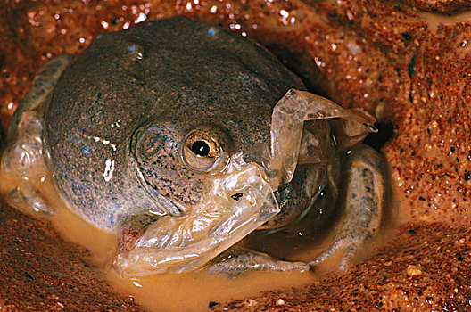青蛙,皮肤,澳大利亚
