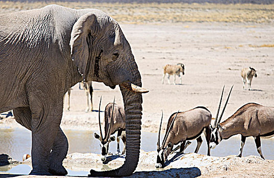 非洲象,南非大羚羊,羚羊,水坑,埃托沙国家公园,纳米比亚,非洲