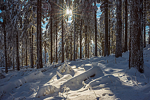积雪,冬日树林,太阳,格罗塞尔,法兰克福,黑森州,德国