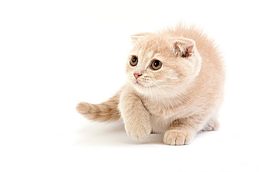 苏格兰折耳猫,家猫,2个月,小猫,站立,白色背景