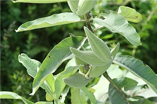 乳草属植物,荚