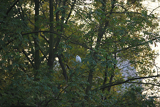 高树上的白鹭鸟