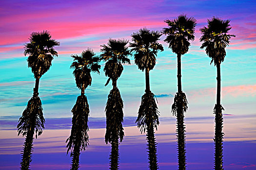加利福尼亚,日落,棕榈树,西部,海浪,味道,美国