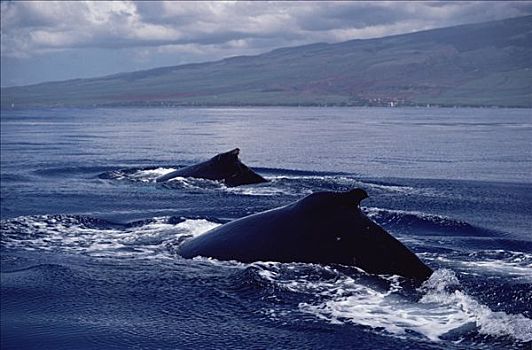 驼背鲸,大翅鲸属,鲸鱼,两个,背鳍,夏威夷