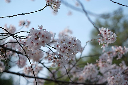 京都樱花