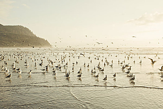 成群,海鸥,海岸