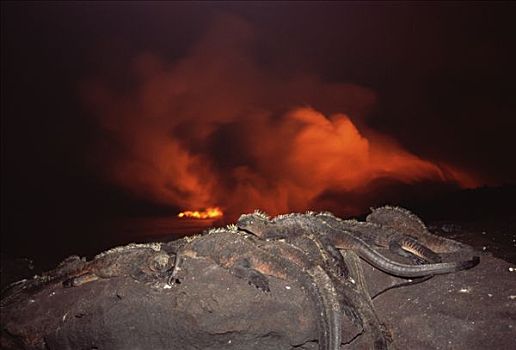海鬣蜥,群,新,熔岩流,费尔南迪纳岛,加拉帕戈斯群岛,厄瓜多尔