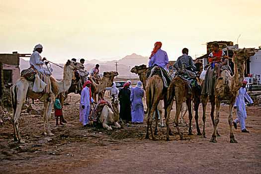骆驼骑士,骆驼,晚上,达哈卜,西奈,埃及,非洲