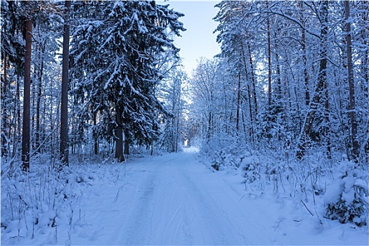 冬日树林,道路,遮盖,雪