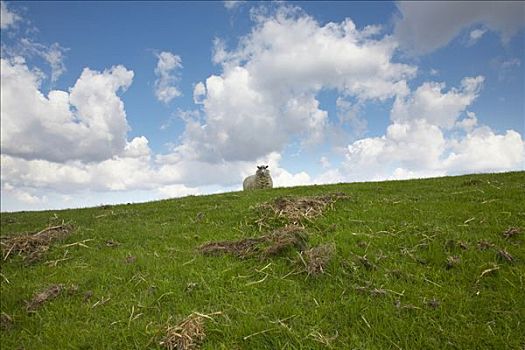 一个,绵羊,地平线,约克郡溪谷国家公园,英国